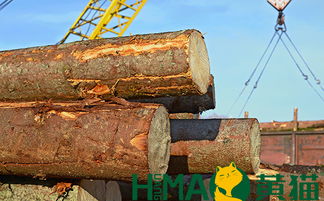 黃貓木業(yè) 以匠心與自然共筑健康環(huán)保家居，盆景為生活點(diǎn)睛