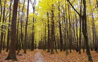 2017年農(nóng)村征地補(bǔ)償新政策 菜田地補(bǔ)償標(biāo)準(zhǔn)最高，花卉用地如何認(rèn)定？