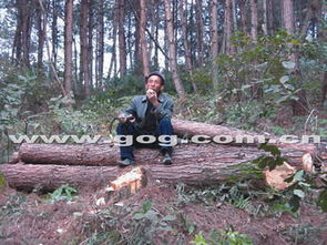 林木被盜伐，老漢不回家