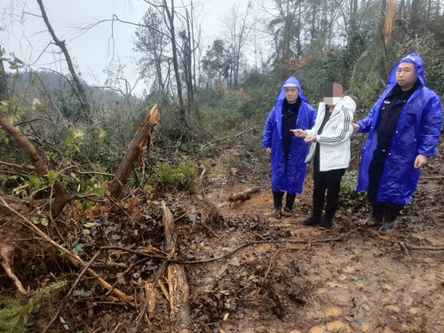 守護(hù)綠水青山！施秉縣成功破獲一起重特大濫伐林木案